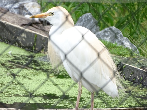 New Species 06/2020: Cattle Egret