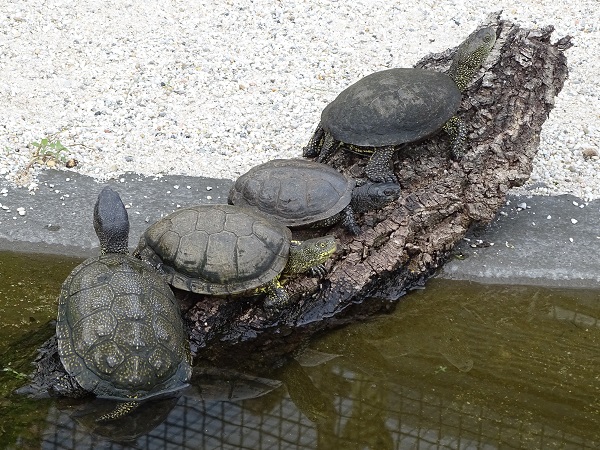 New Species 06/2020: European pond turtle