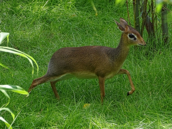 New Species 06/2020: Kirk's dikdik