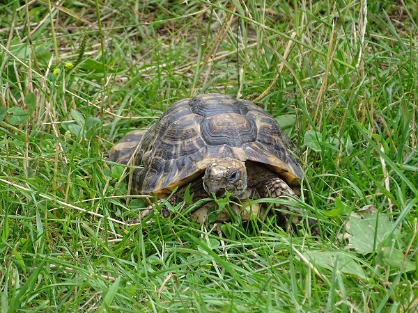 New species 06/2021: Greek Tortoise