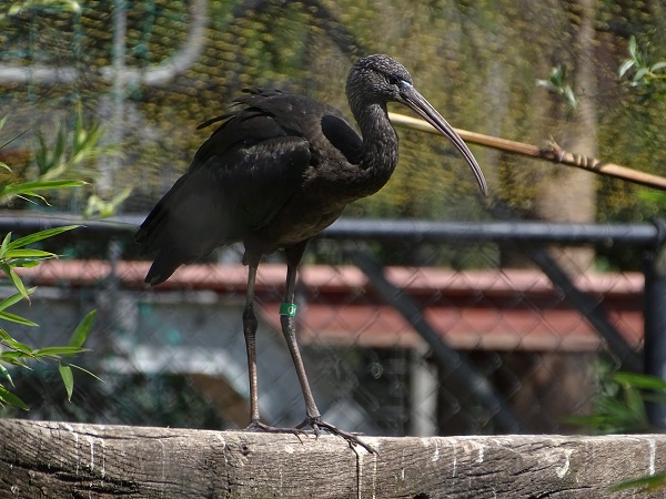 New species 07/2020: Glossy ibis