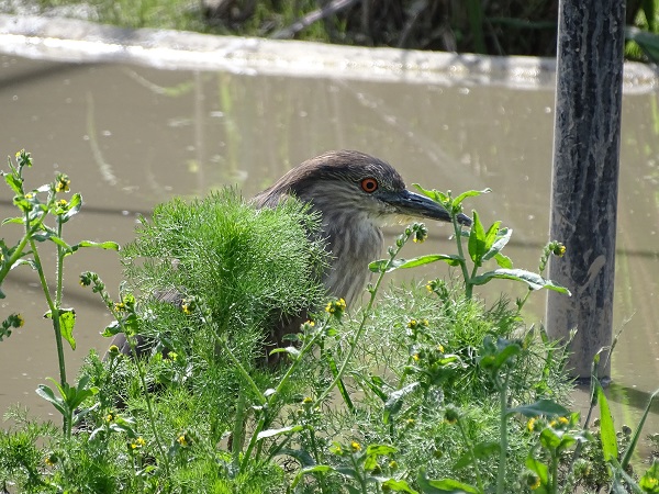 New species 2021: Black-crowned night-heron
