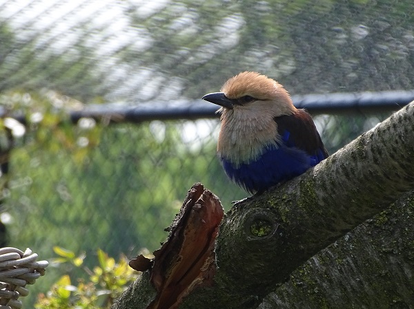 New species 2021: Blue-bellied roller
