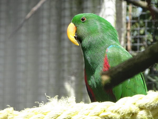 New species 2021: Eclectus parrot