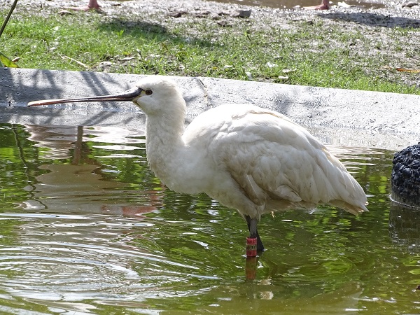 New species 2021: Eurasian spoonbill