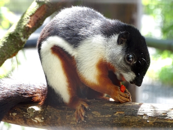 New species 2021: Malacca Prevost's squirrel