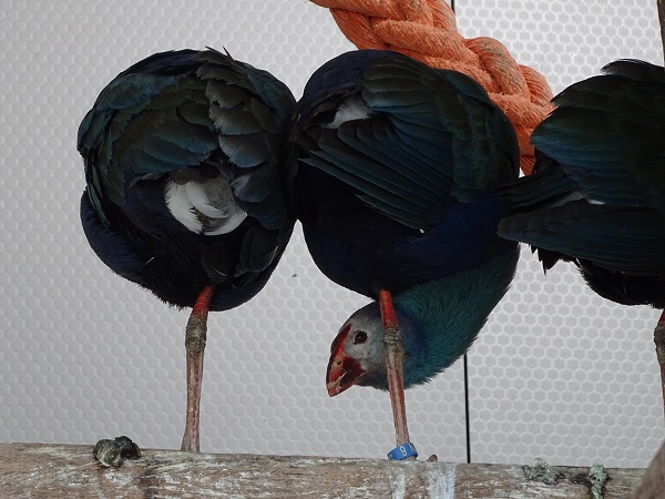 New species 2021: Purple swamphen