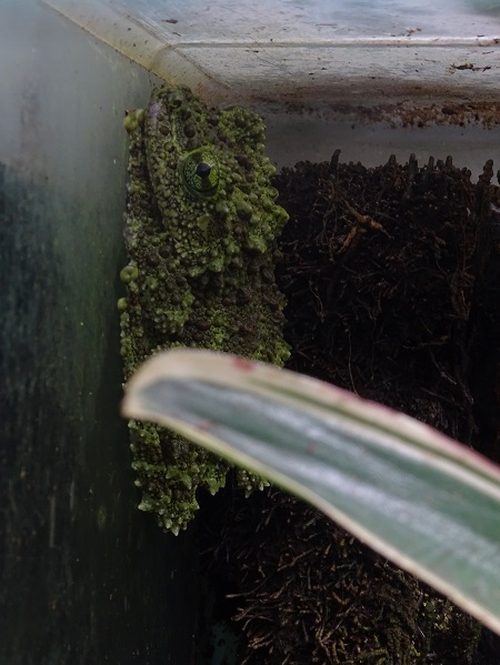 New species 2021: Tonkin bug-eyed frog *I Think*