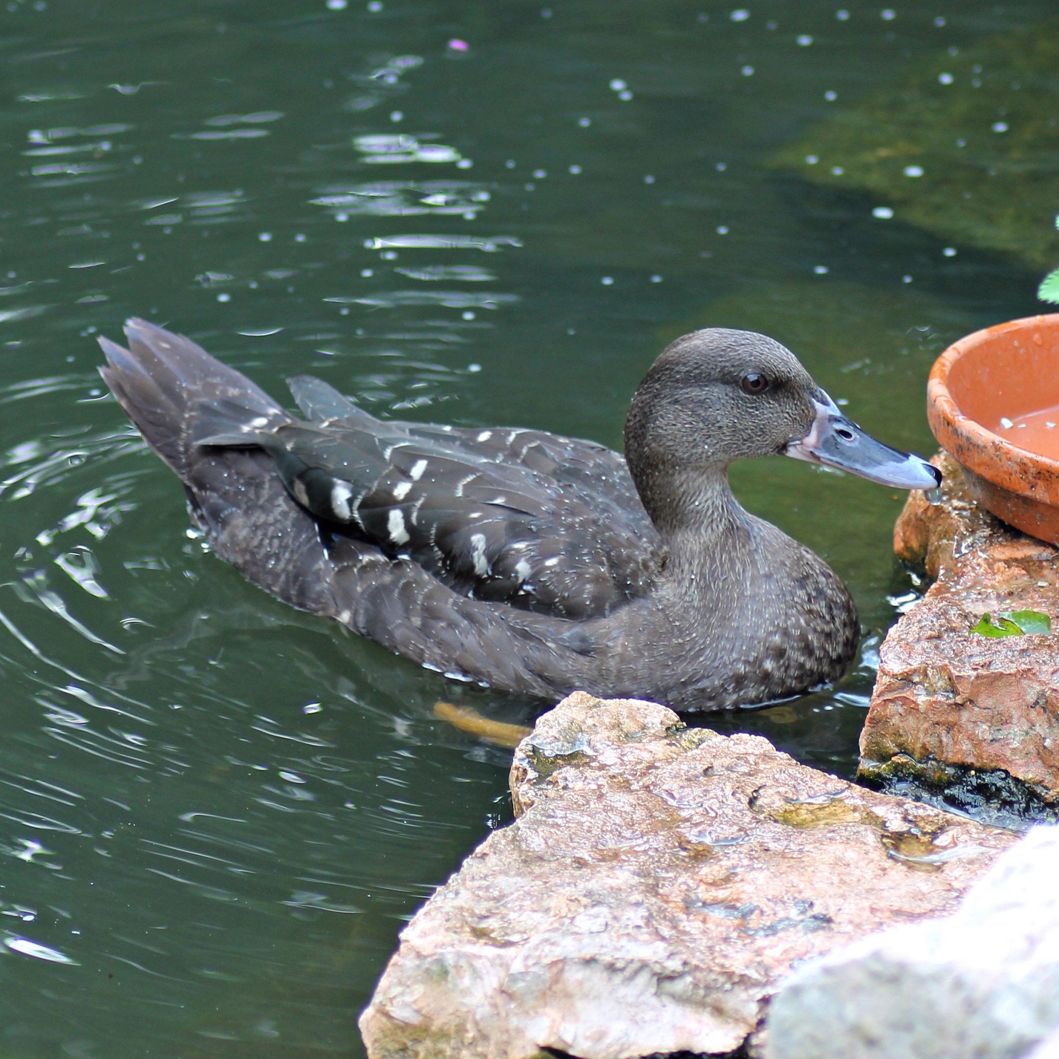 (New species) African black duck (Anas sparsa)