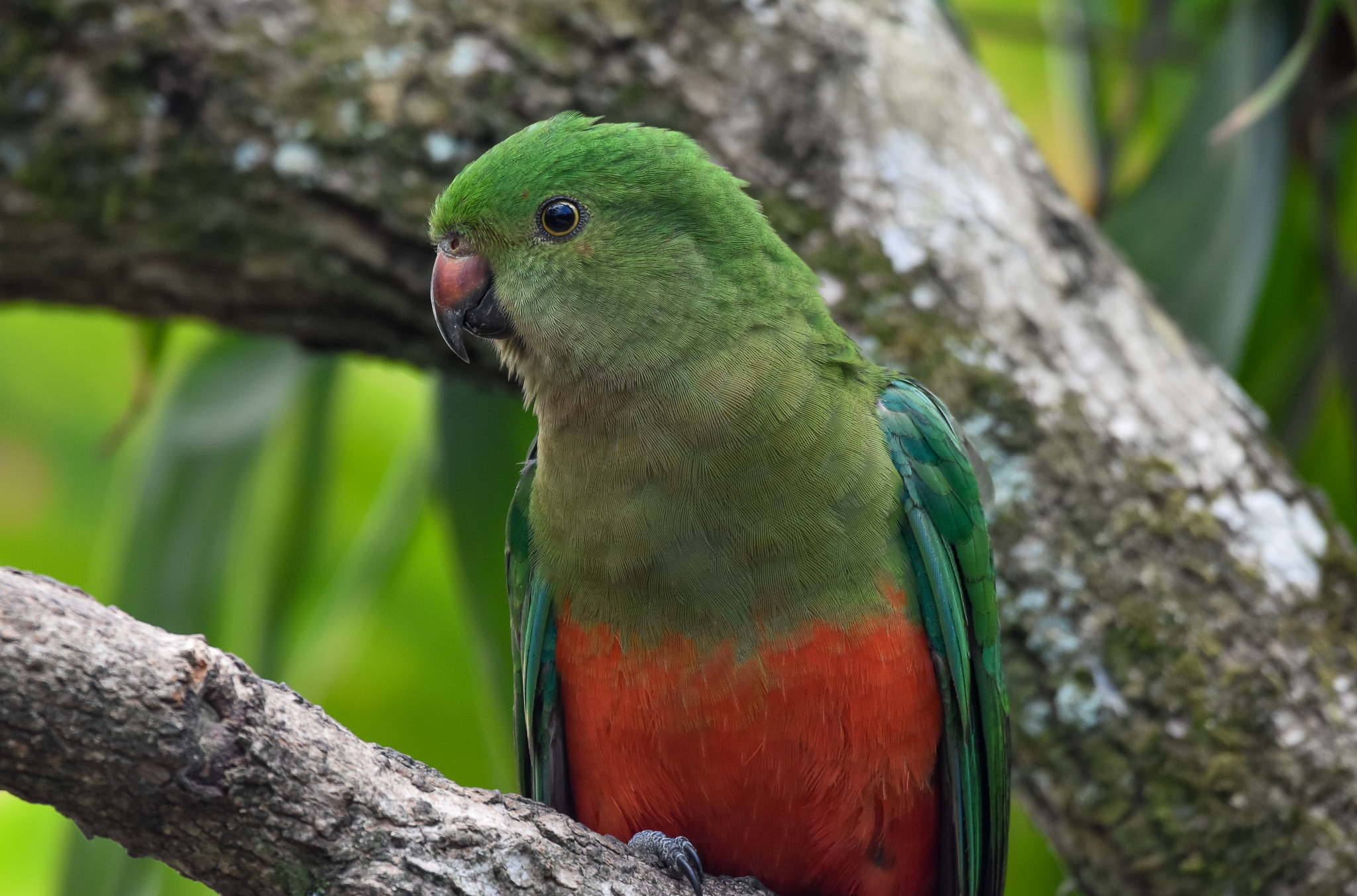New Species at Australia Zoo: Australian King-Parrot