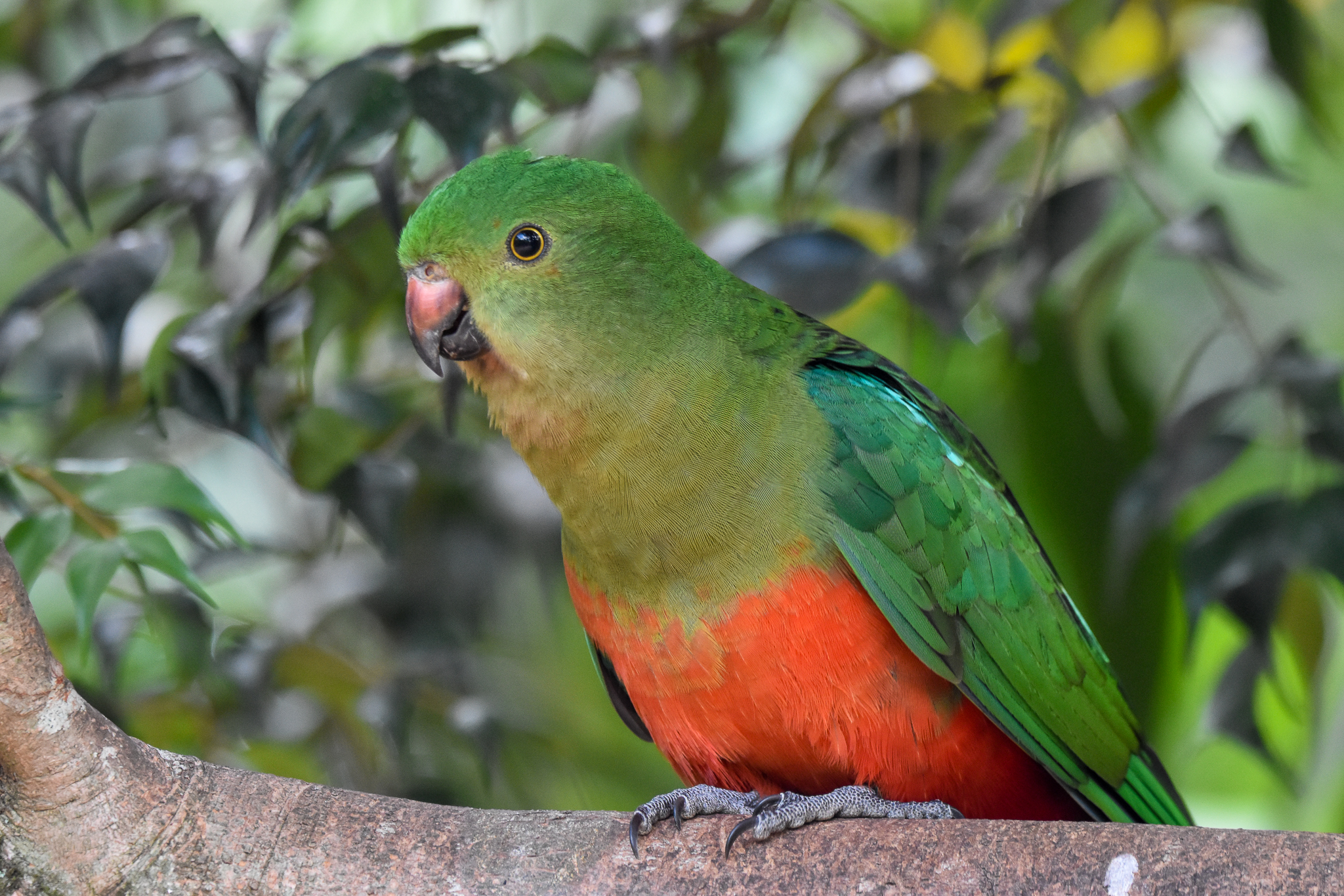 New Species at Australia Zoo: Australian King-Parrot