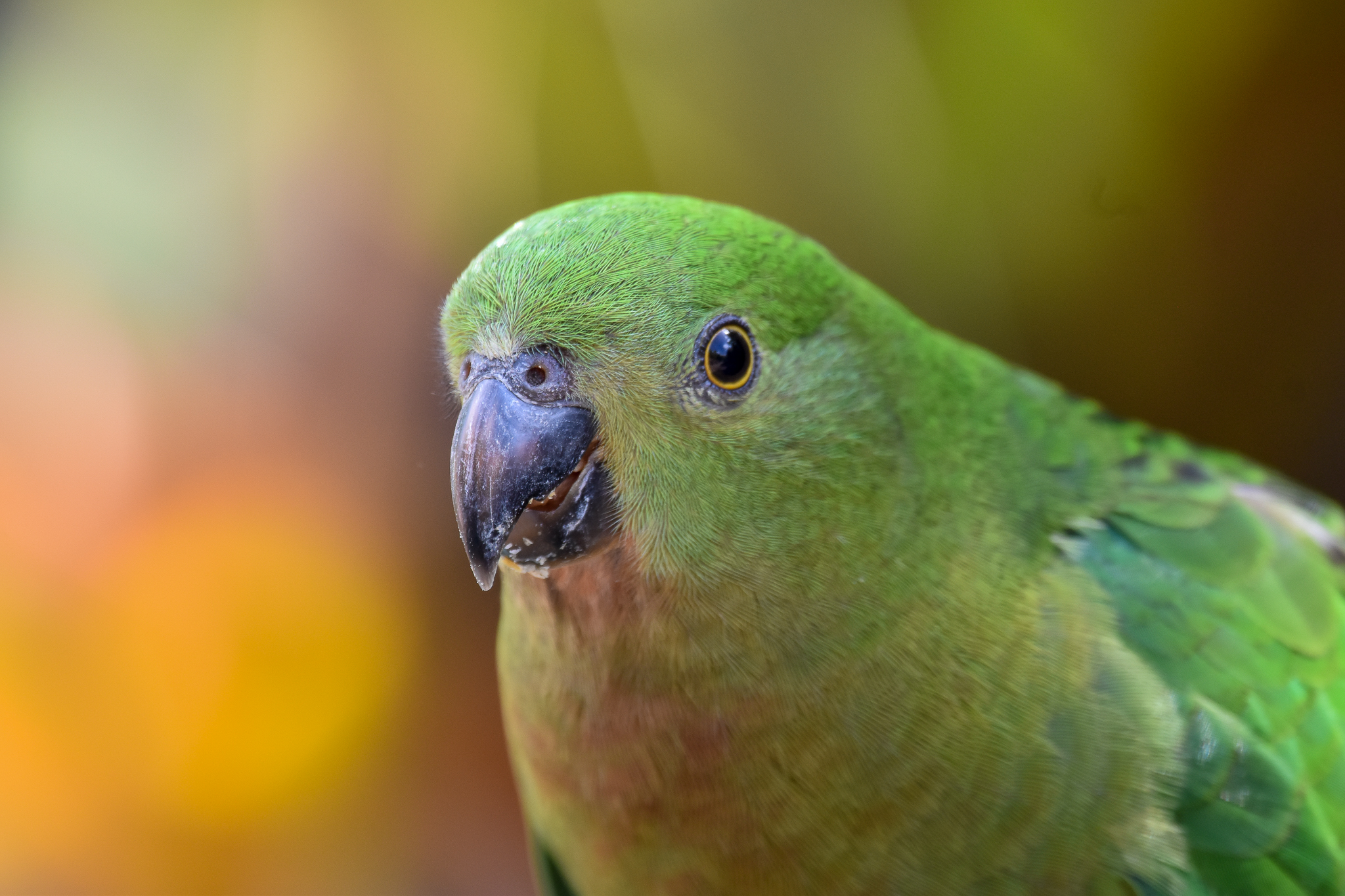 New Species at Australia Zoo: Australian King-Parrot