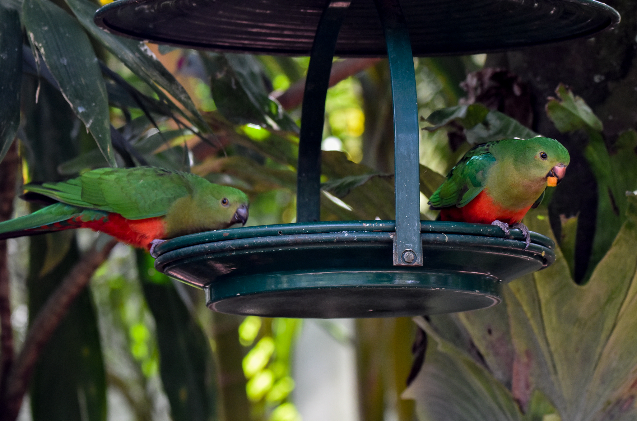 New Species at Australia Zoo: Australian King-Parrots