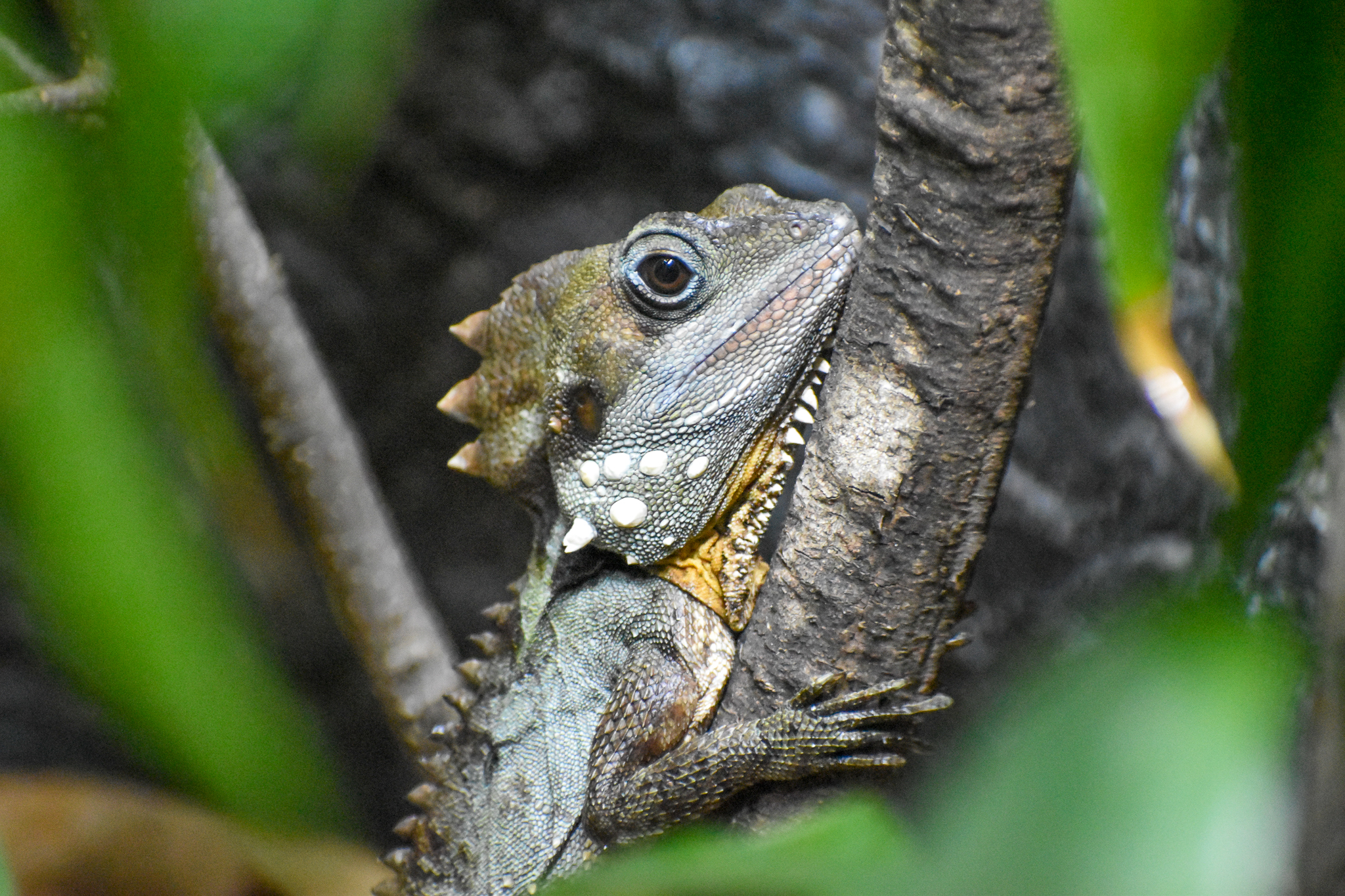 New Species at Australia Zoo: Boyd's Forest Dragon