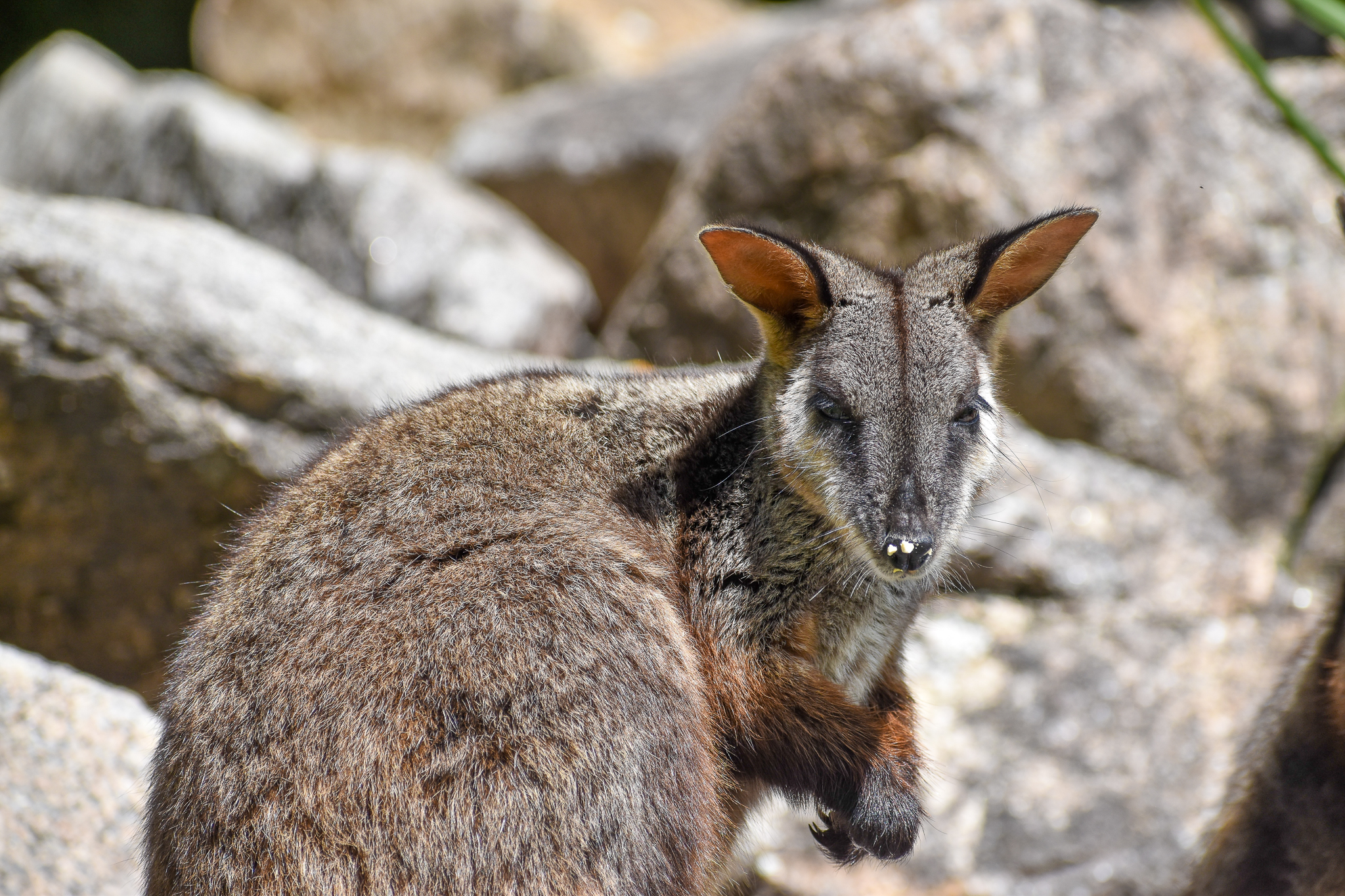 New Species at Australia Zoo: Brush-tailed Rock-Wallaby