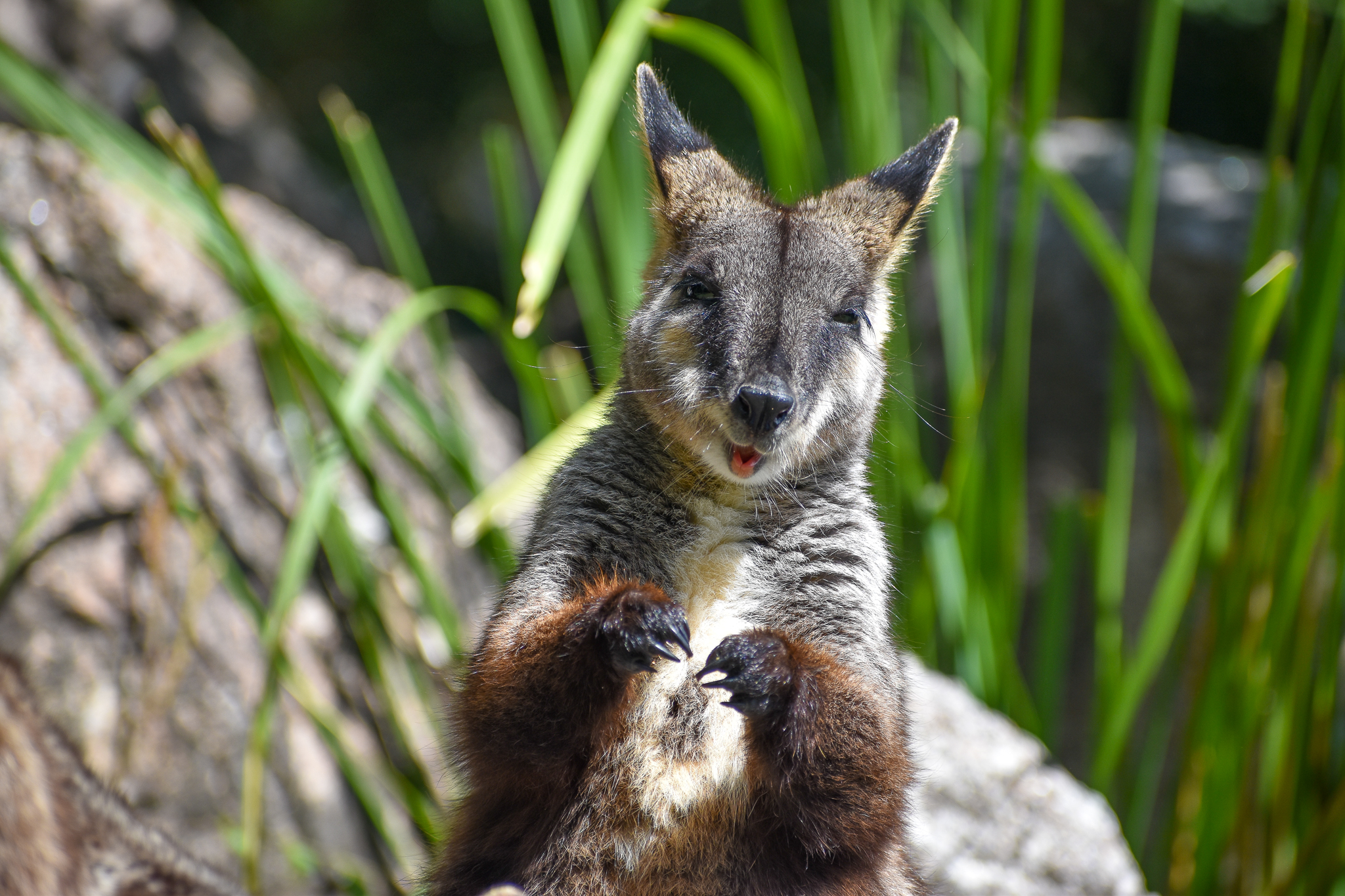 New Species at Australia Zoo: Brush-tailed Rock-Wallaby