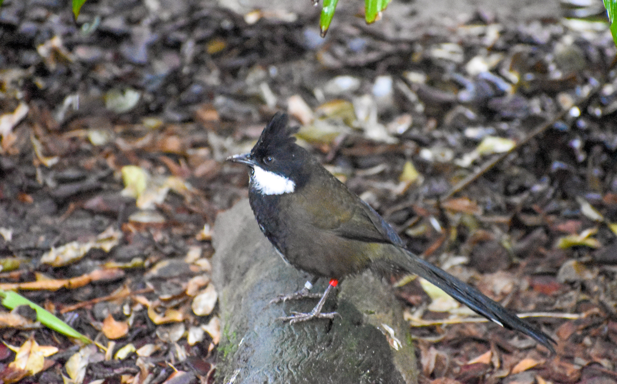 New Species at Australia Zoo: Eastern Whipbird