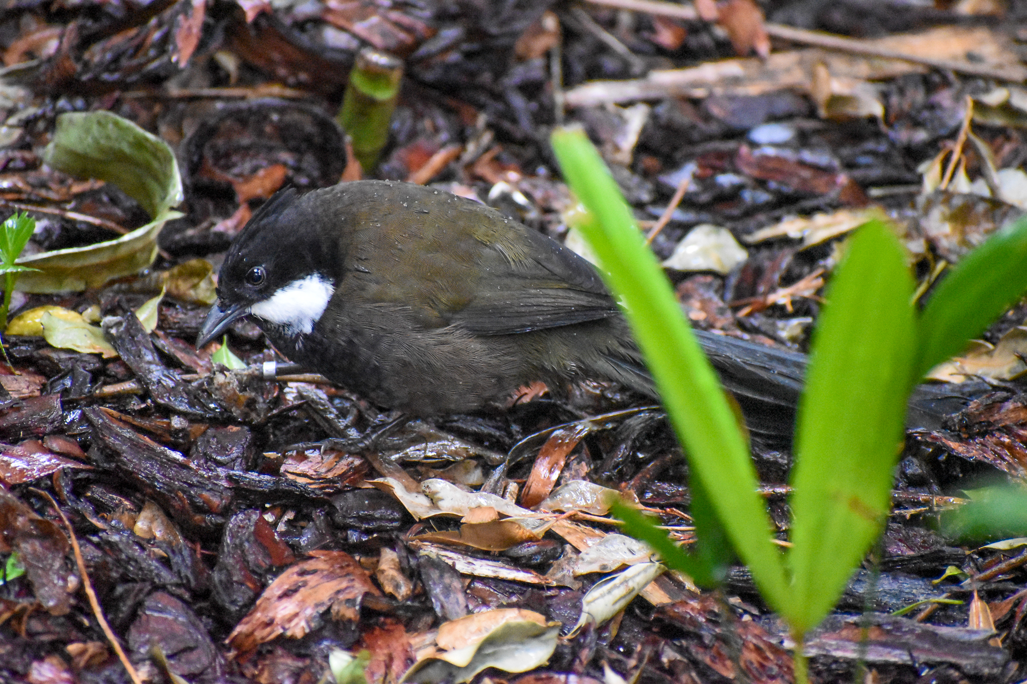 New Species at Australia Zoo: Eastern Whipbird