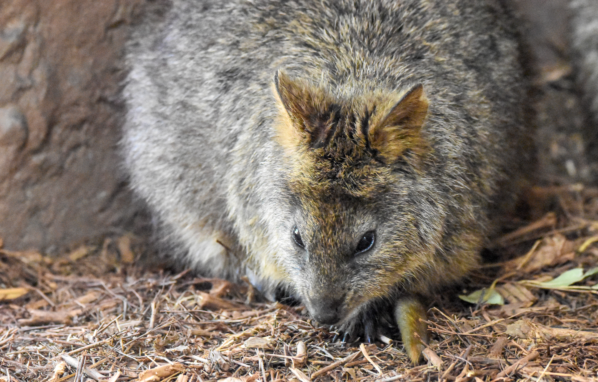 New Species at Australia Zoo: Quokka