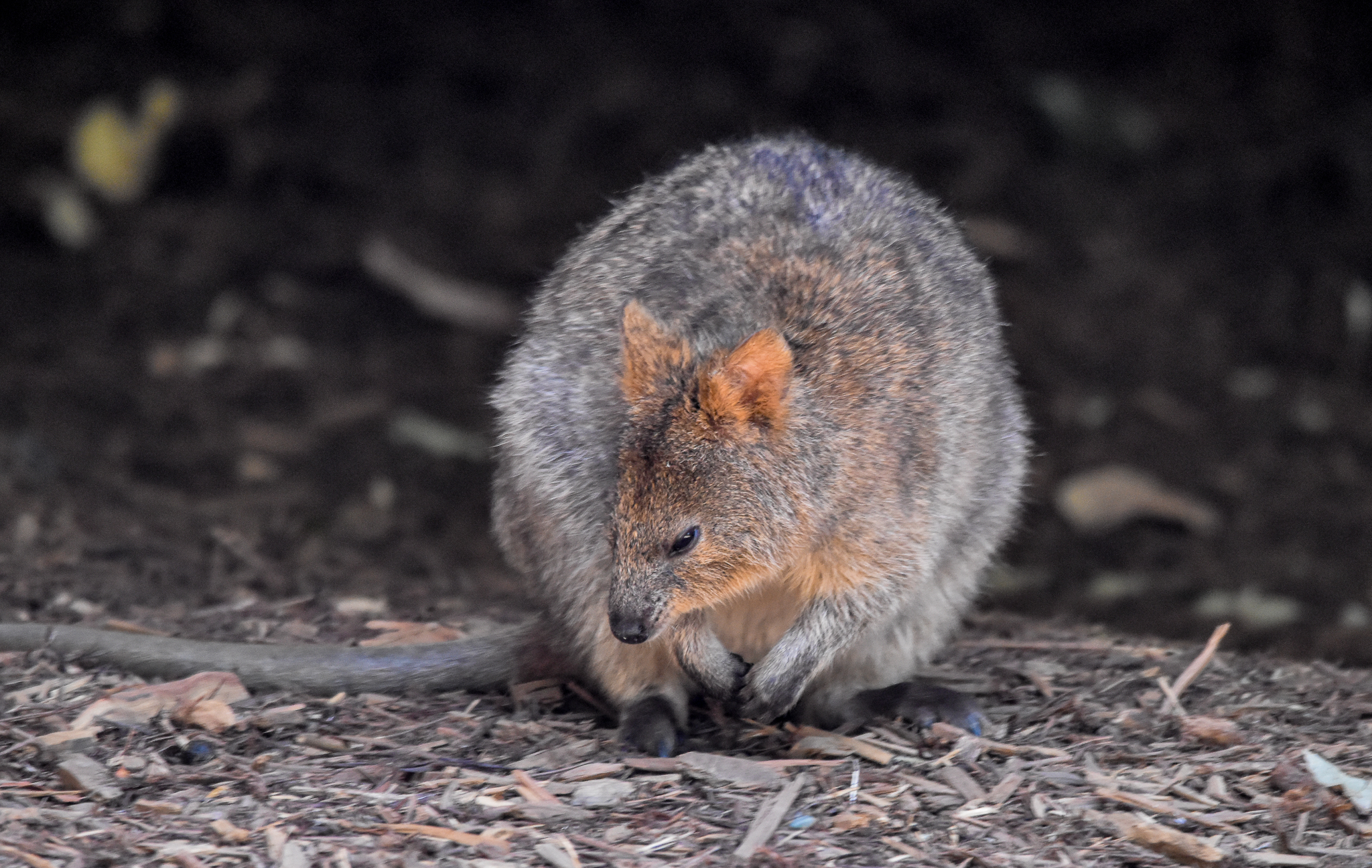 New Species at Australia Zoo: Quokka
