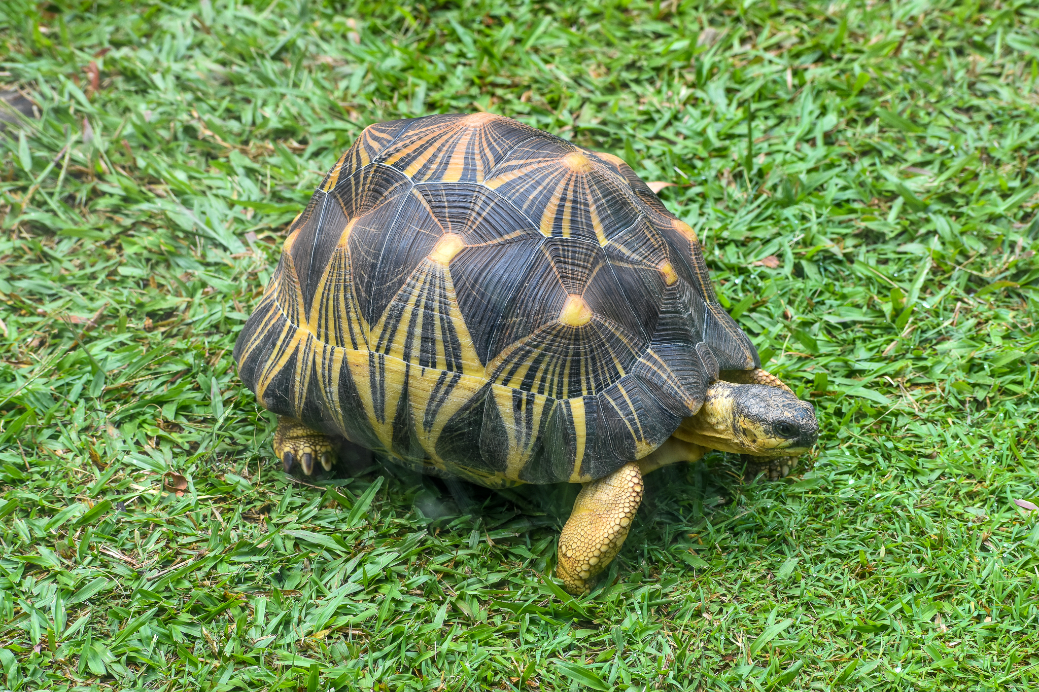 New Species at Australia Zoo: Radiated Tortoise