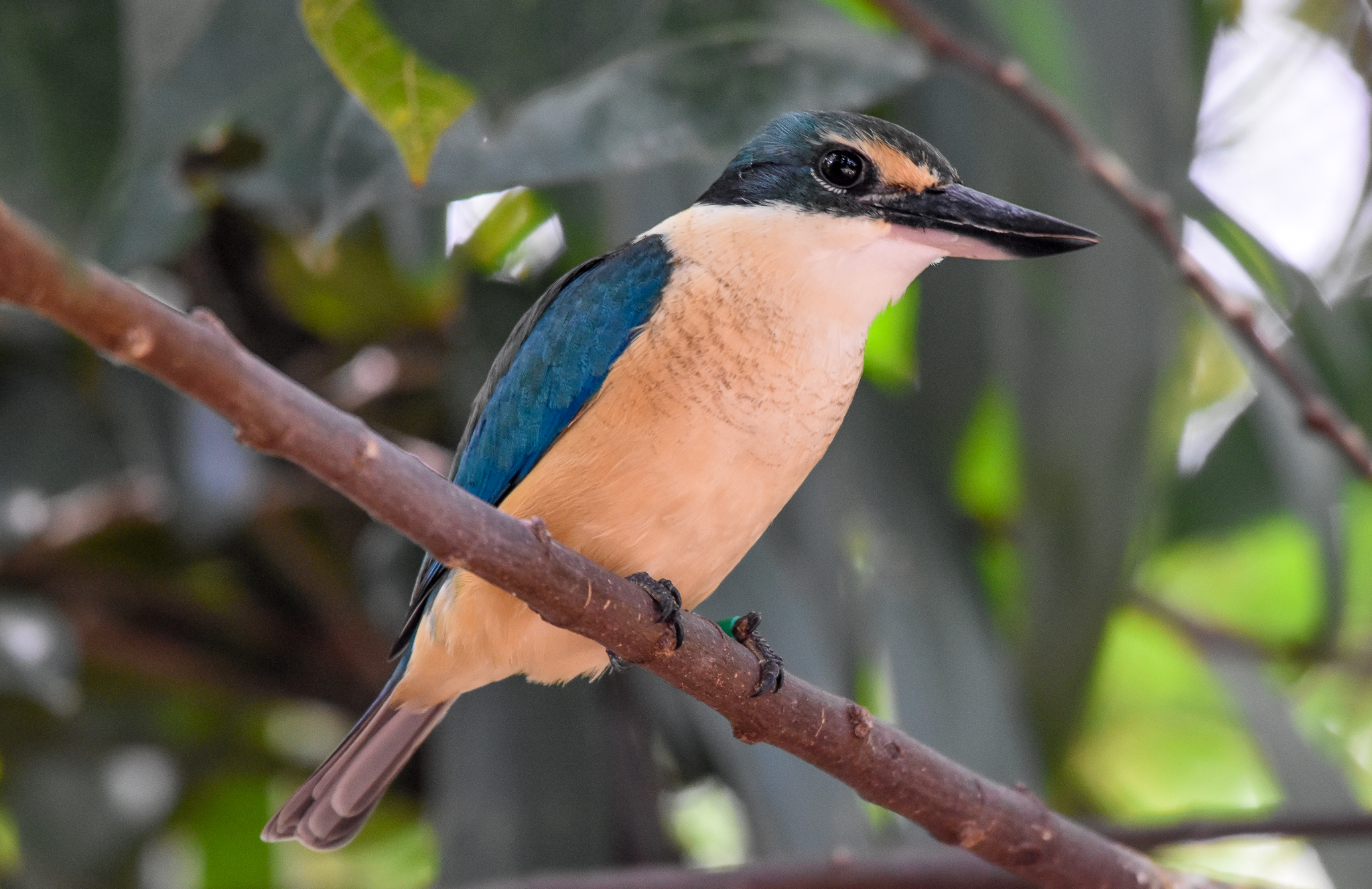 New Species at Australia Zoo: Sacred Kingfisher