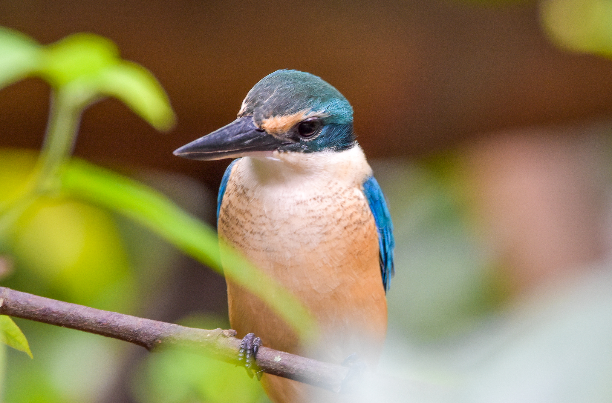 New Species at Australia Zoo: Sacred Kingfisher