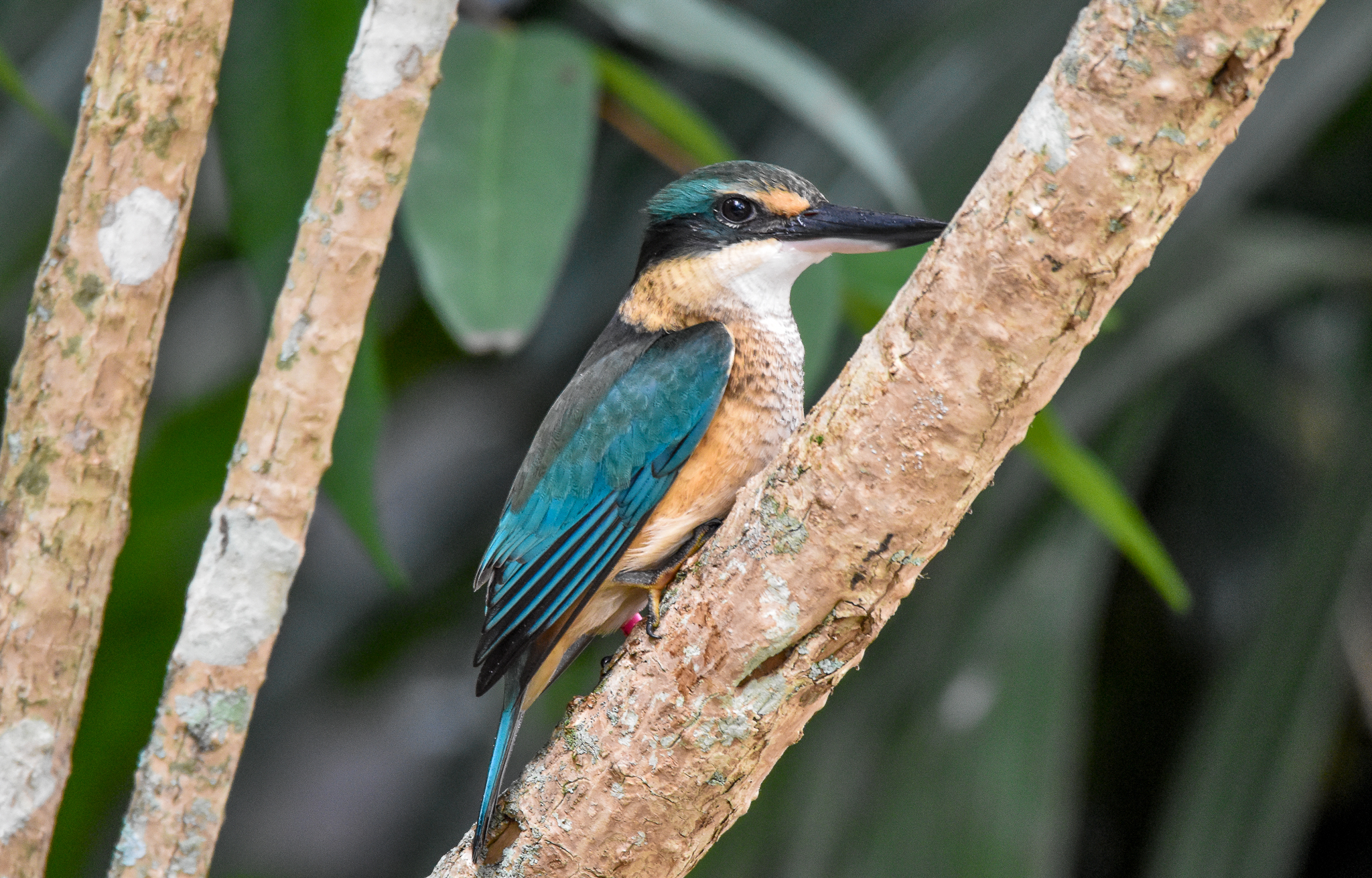 New Species at Australia Zoo: Sacred Kingfisher