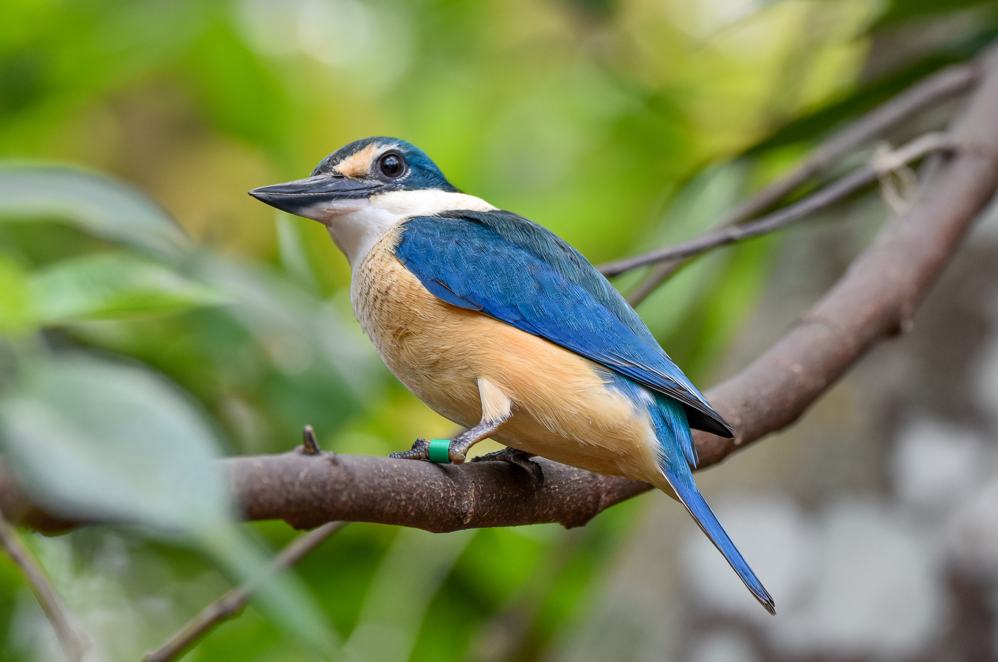 New Species at Australia Zoo: Sacred Kingfisher
