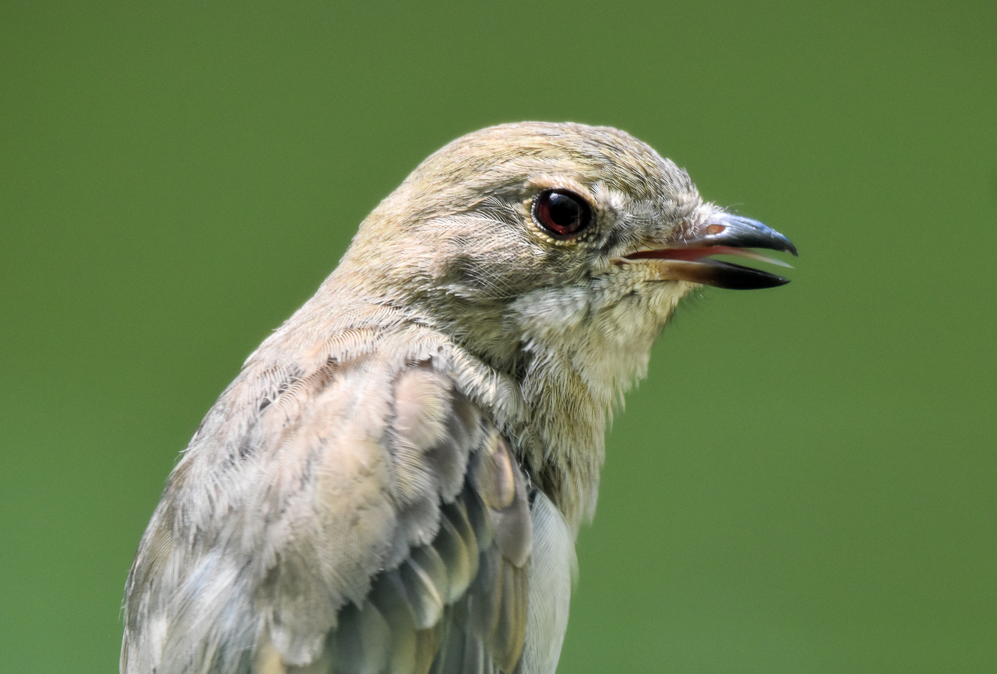 New Species at Currumbin: Australian Golden Whistler