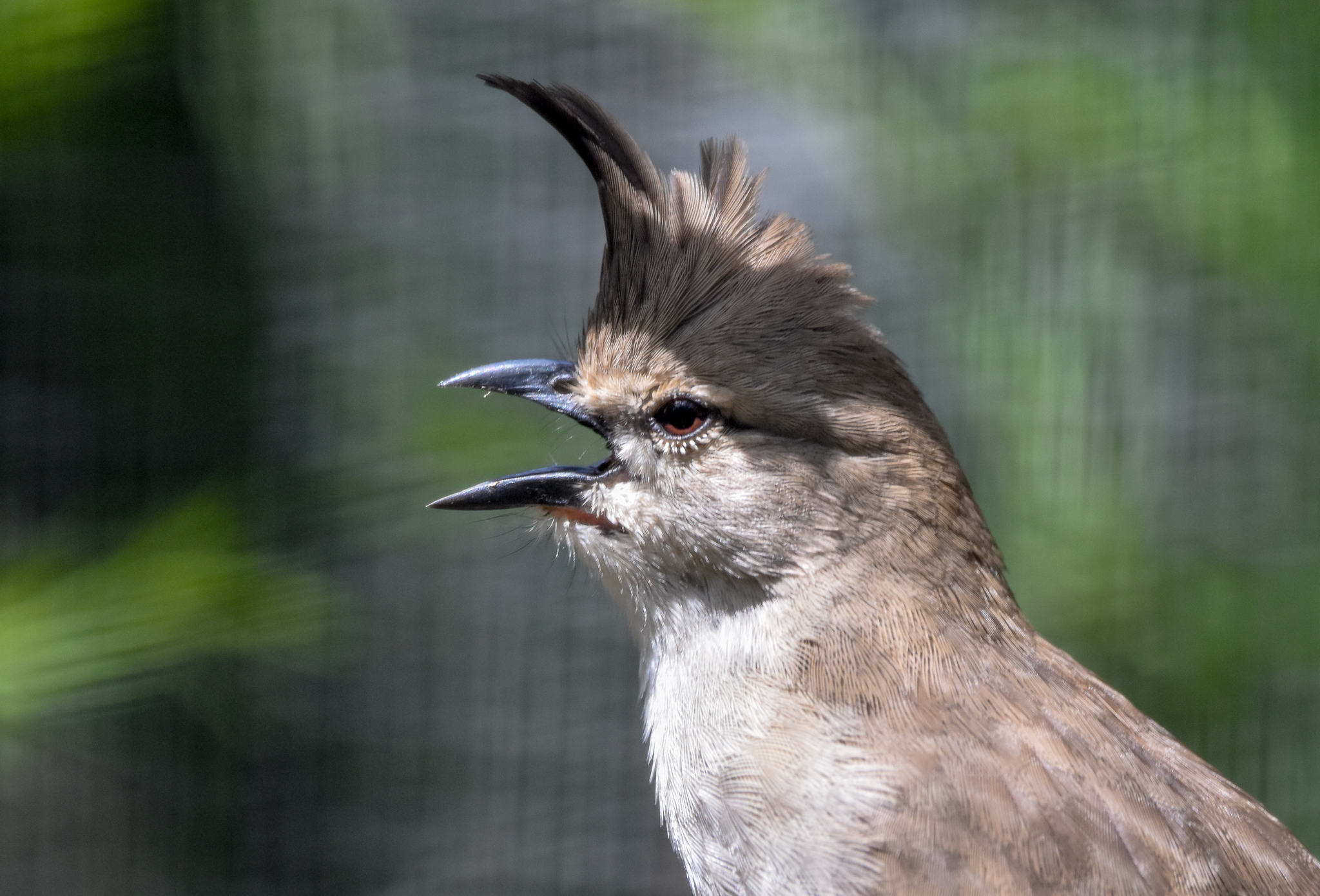 New Species at Currumbin: Chiming Wedgebill