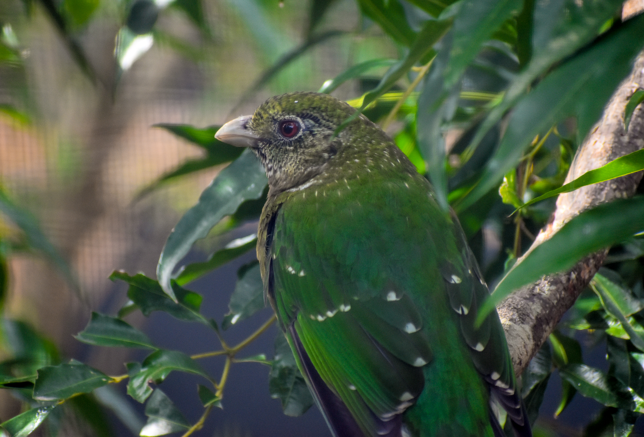 New Species at Currumbin: Green Catbird
