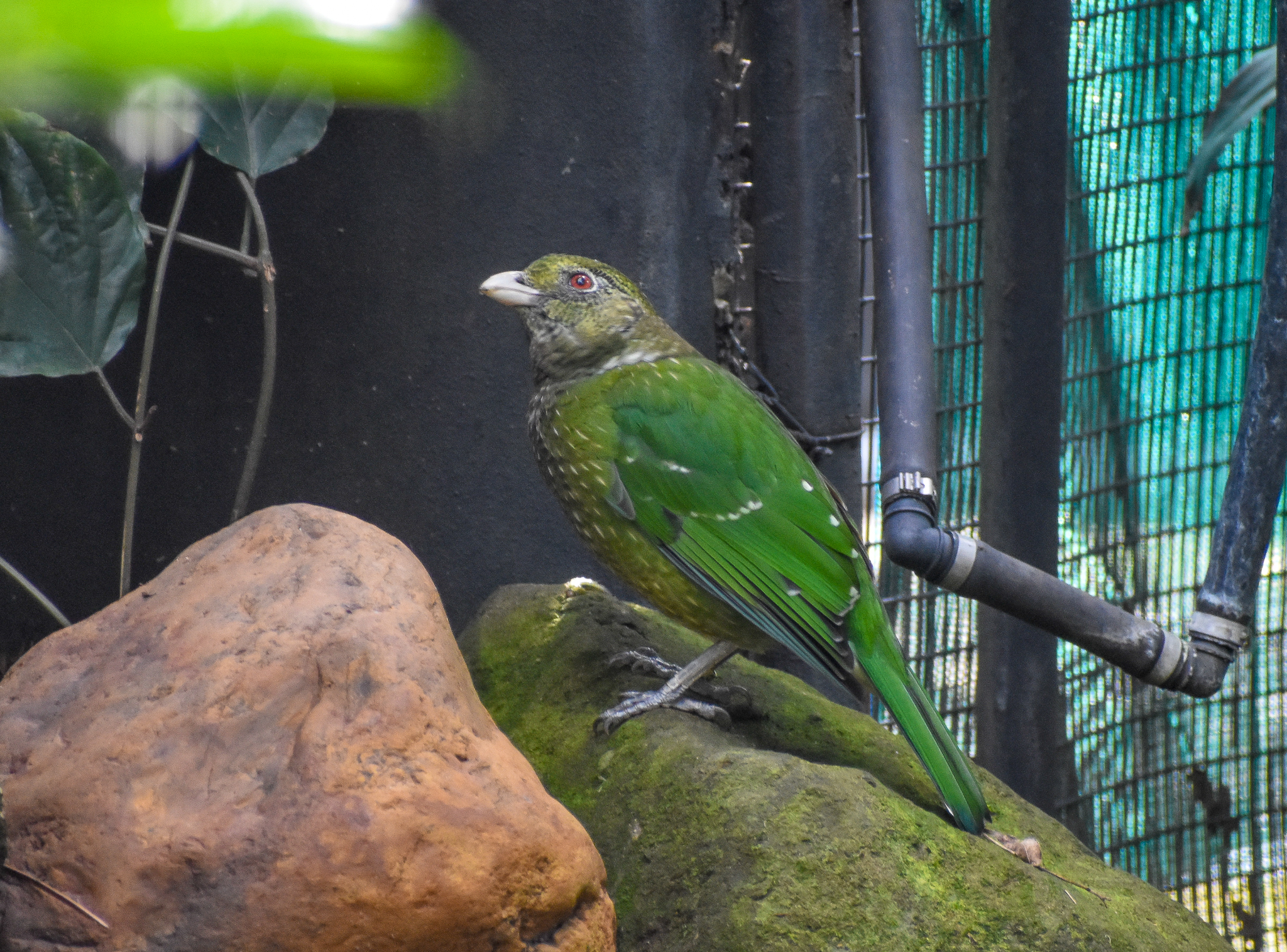 New Species at Currumbin: Green Catbird