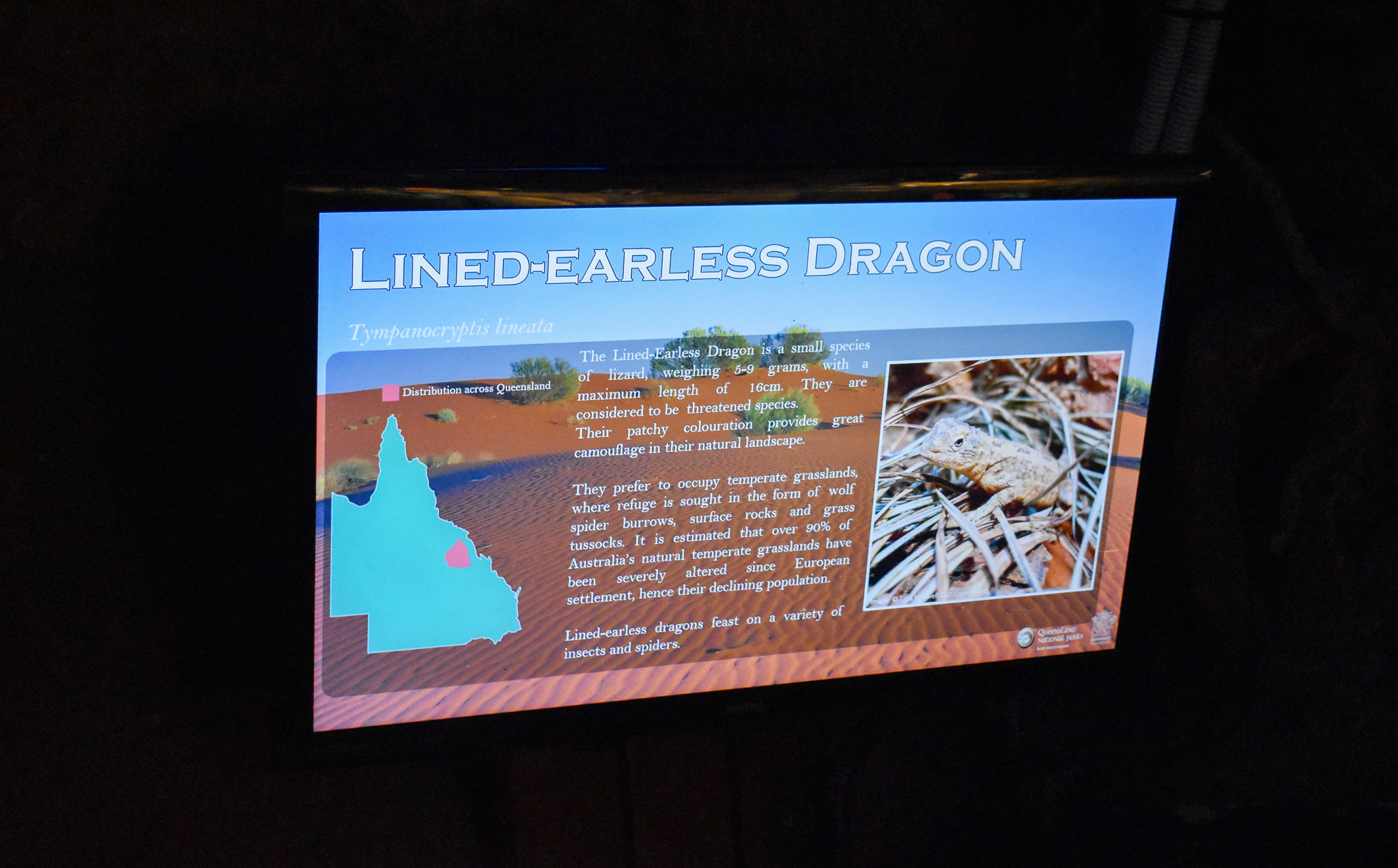 New Species at Walkabout: Lined Earless Dragon Sign