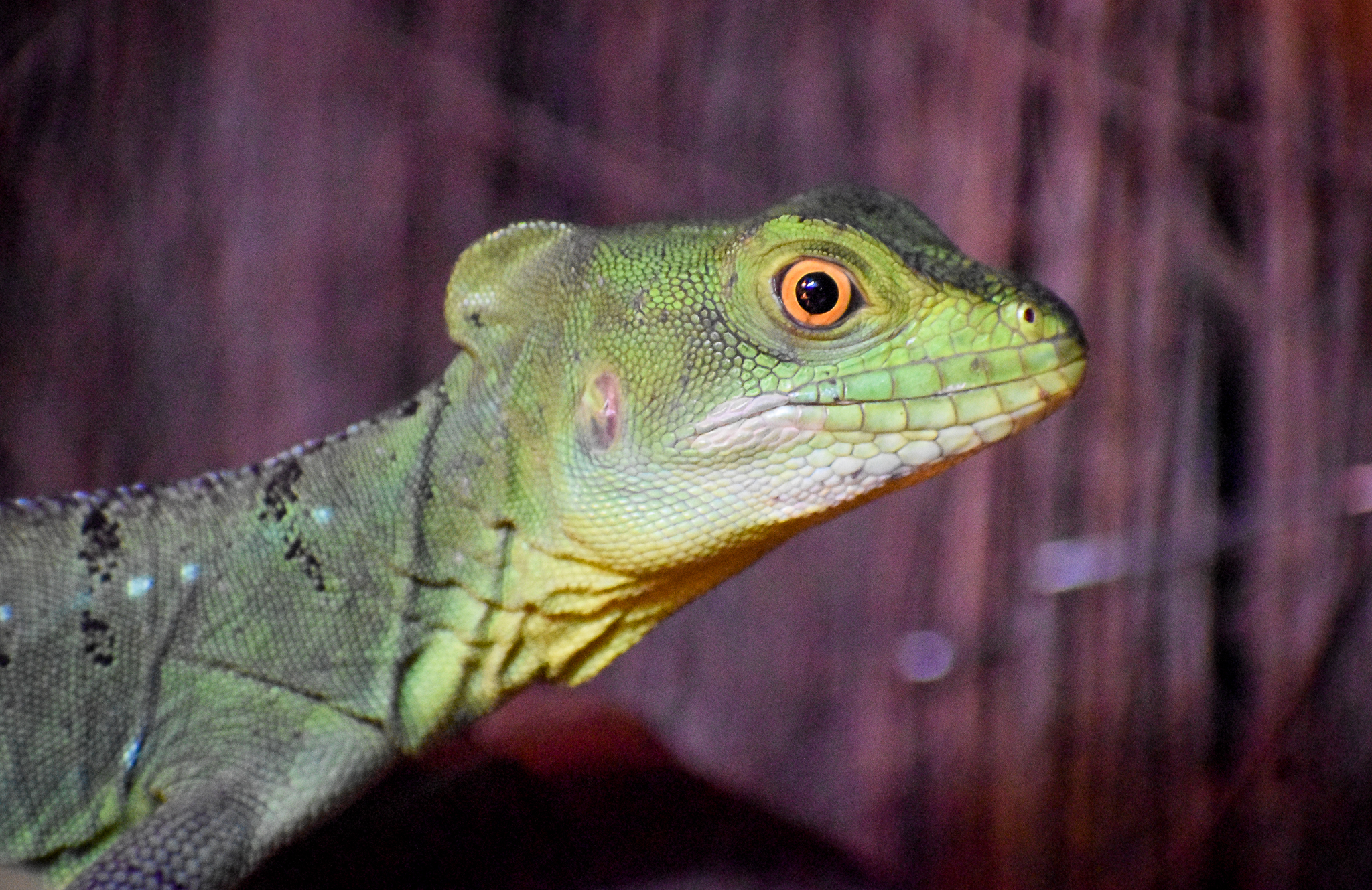 New Species at Wildlife HQ: Plumed Basilisk