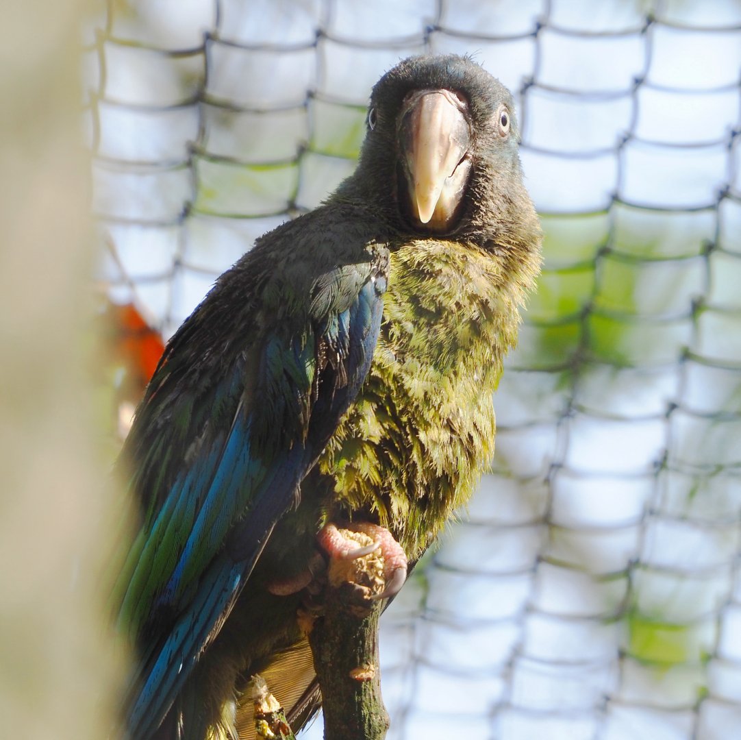 New species: Blue-headed macaw (Primolius couloni), 2022-04-12