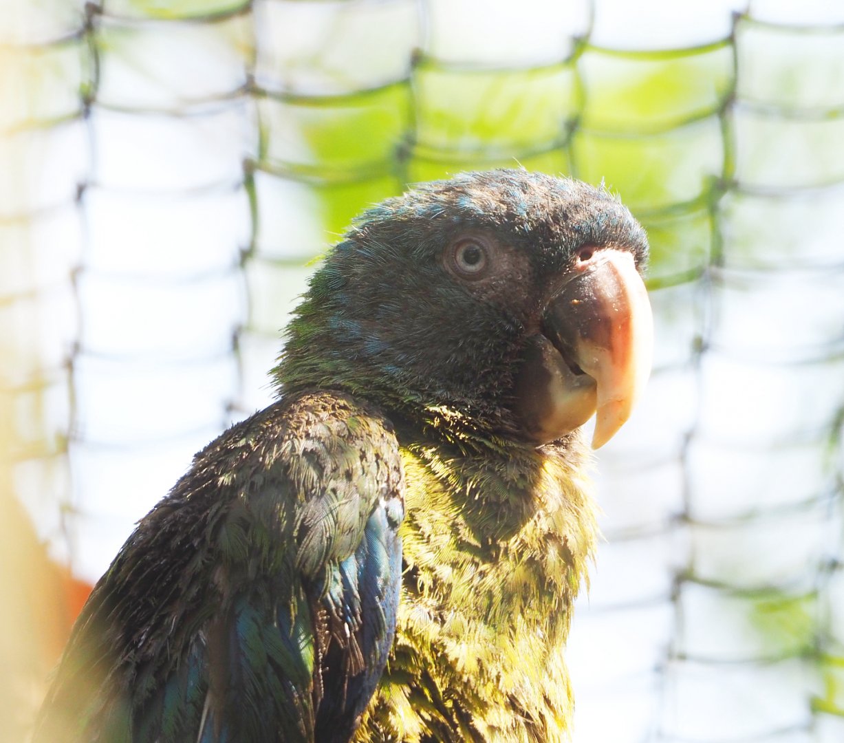 New species: Blue-headed macaw (Primolius couloni), 2022-04-12