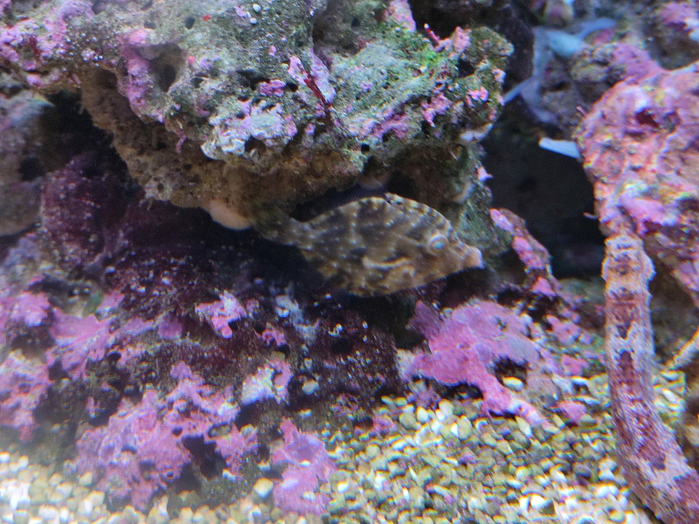 New species: bristle-tail filefish (Acreichthys tomentosus)