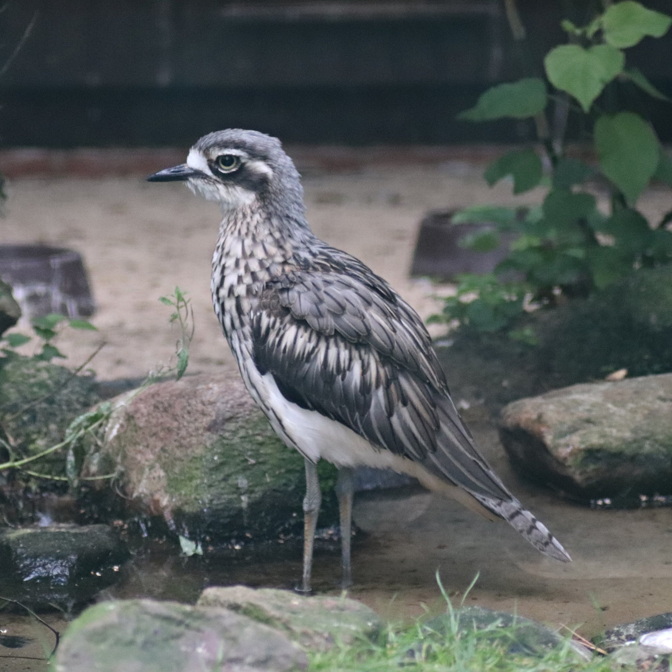 (New species) Bush stone-curlew (Burhinus grallarius)
