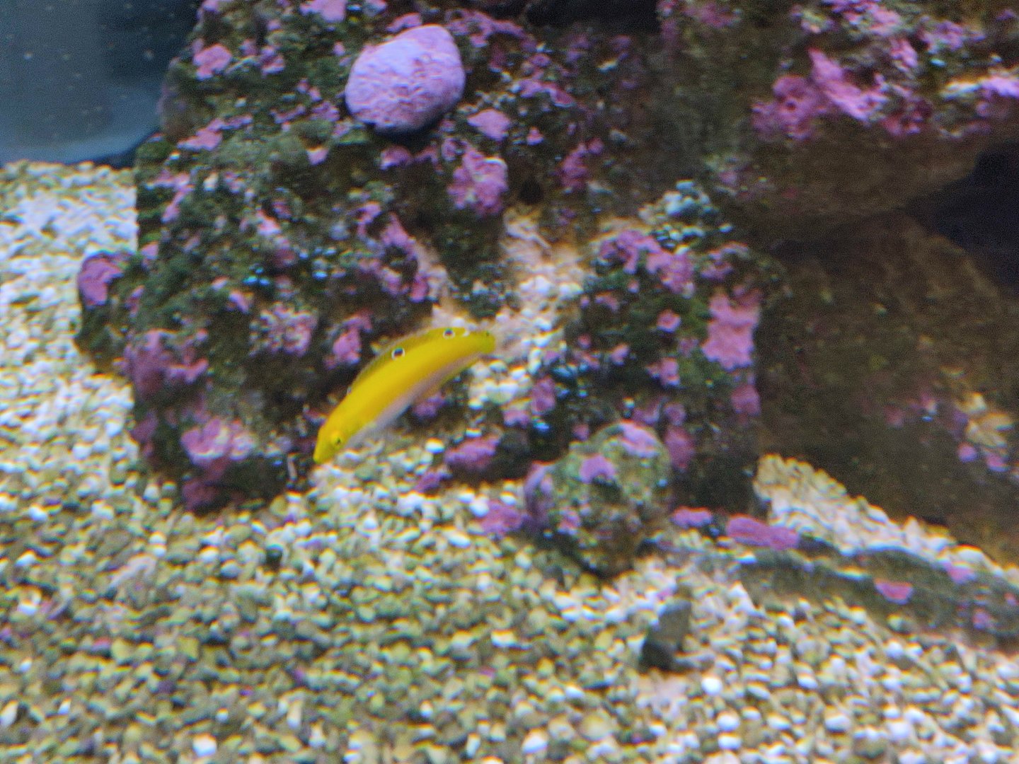 New species: canary wrasse (Halichoeres chrysus)