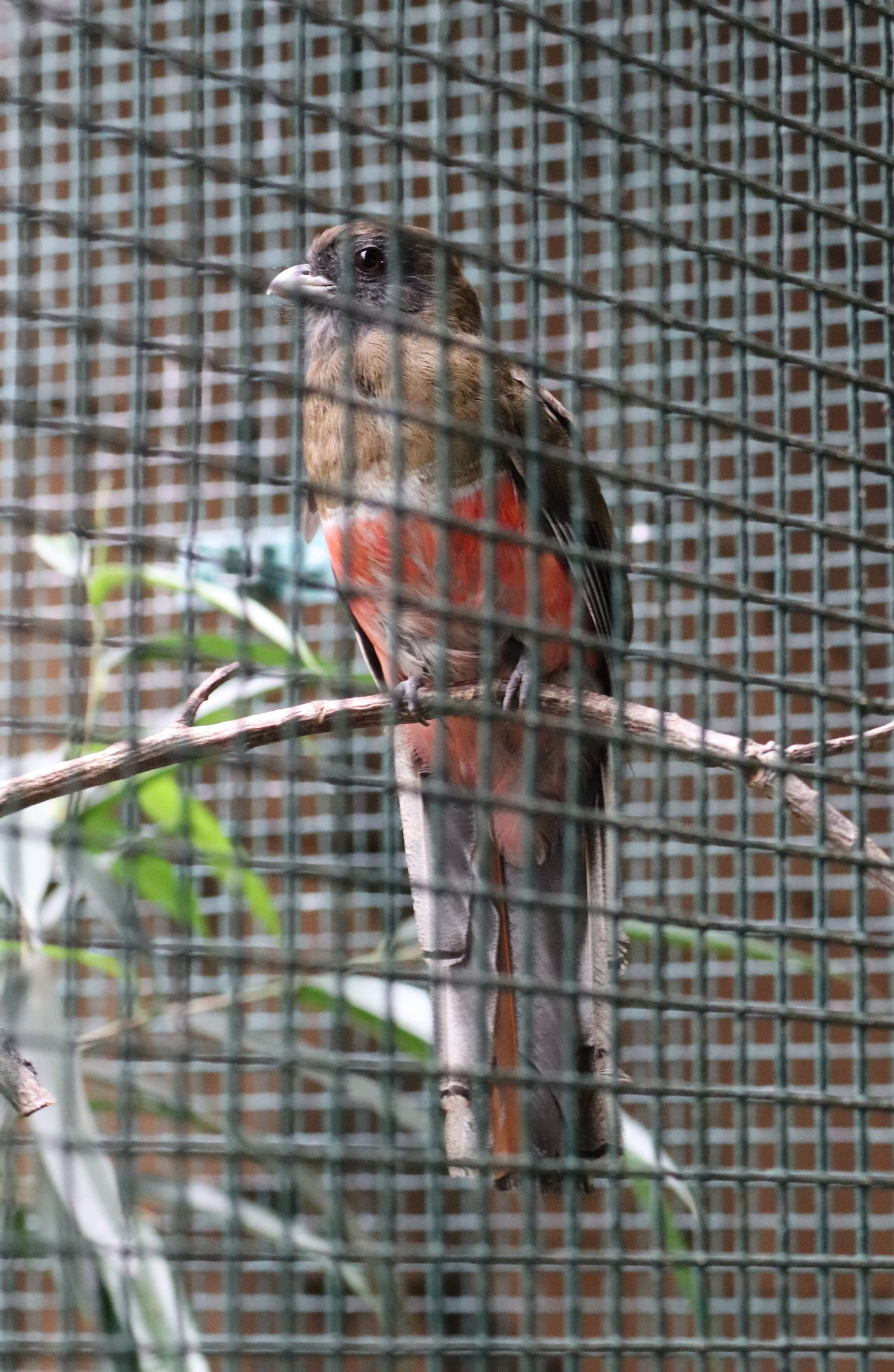 (New species) Collared Trogon (Trogon collaris) in Pukara