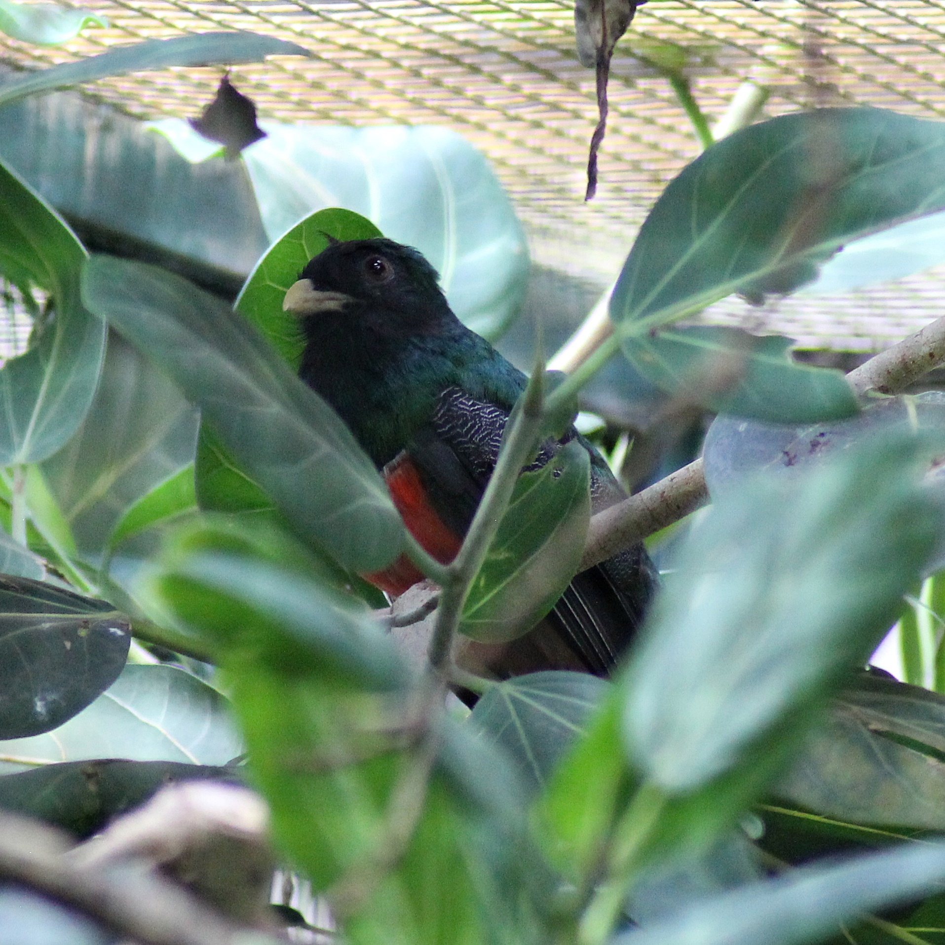 (New species) Collared trogon (Trogon collaris)