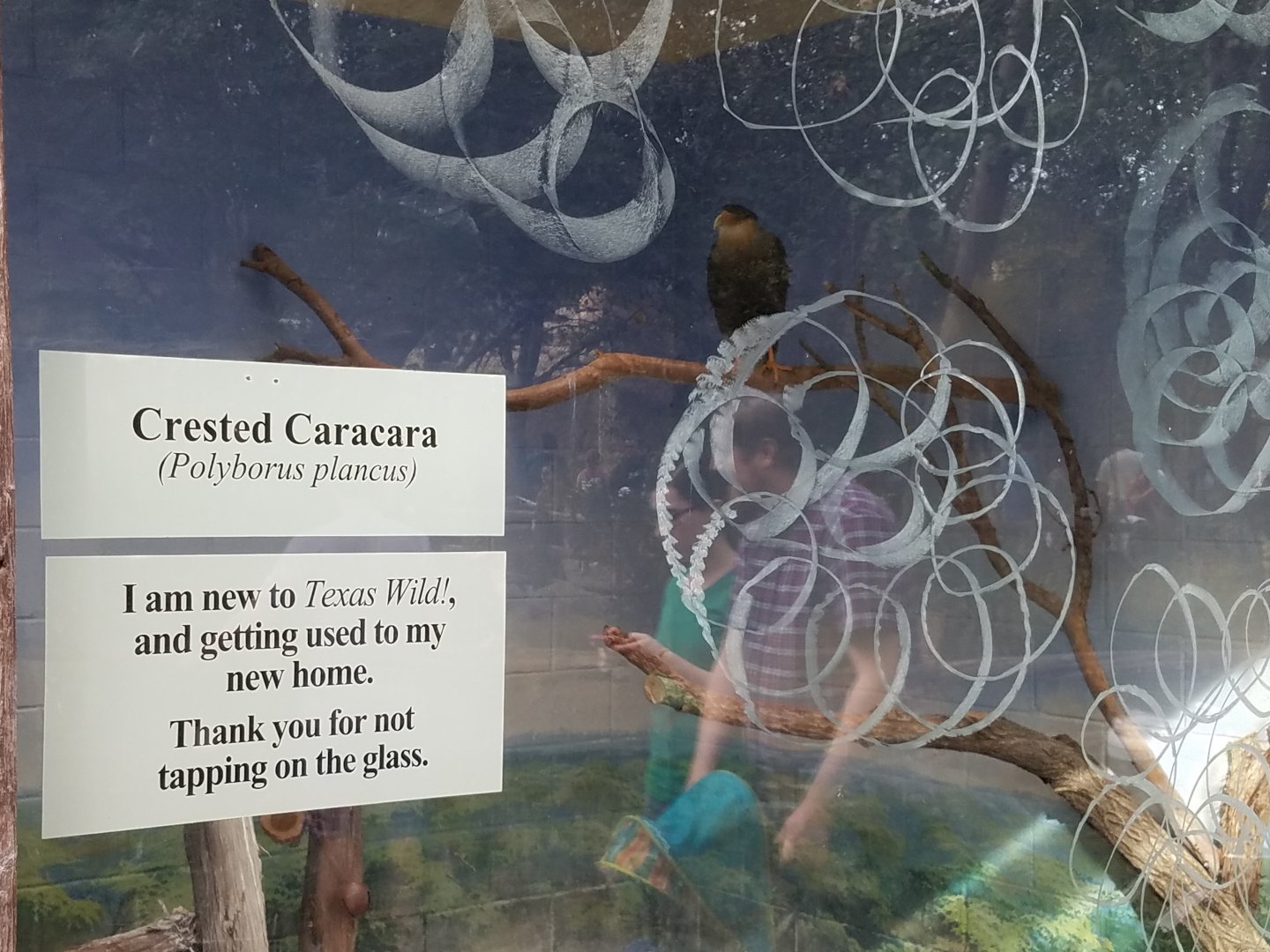 New Species, Crested Caracara, at the Fort Worth Zoo