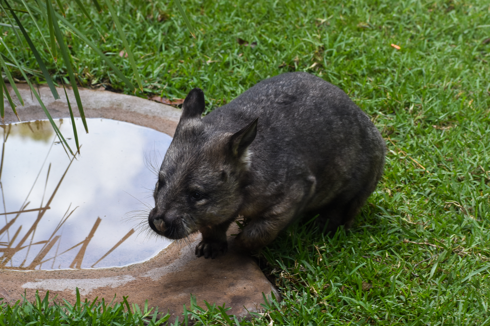 New Species for Walkabout Creek: Southern Hairy-nosed Wombat