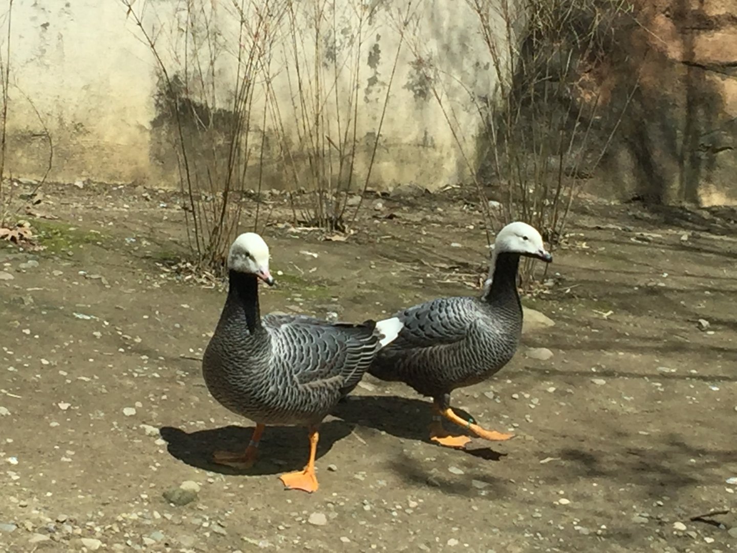 New Species ID Needed