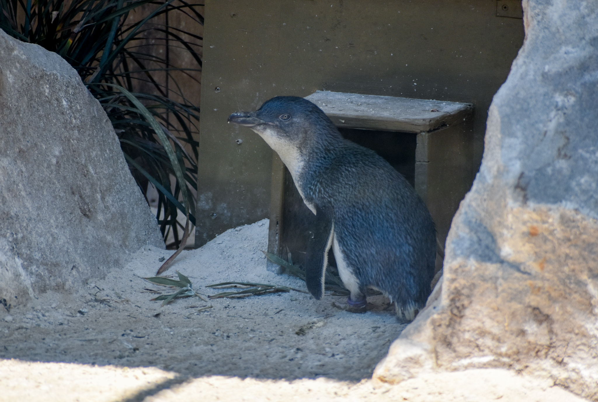 New Species: Little Penguin