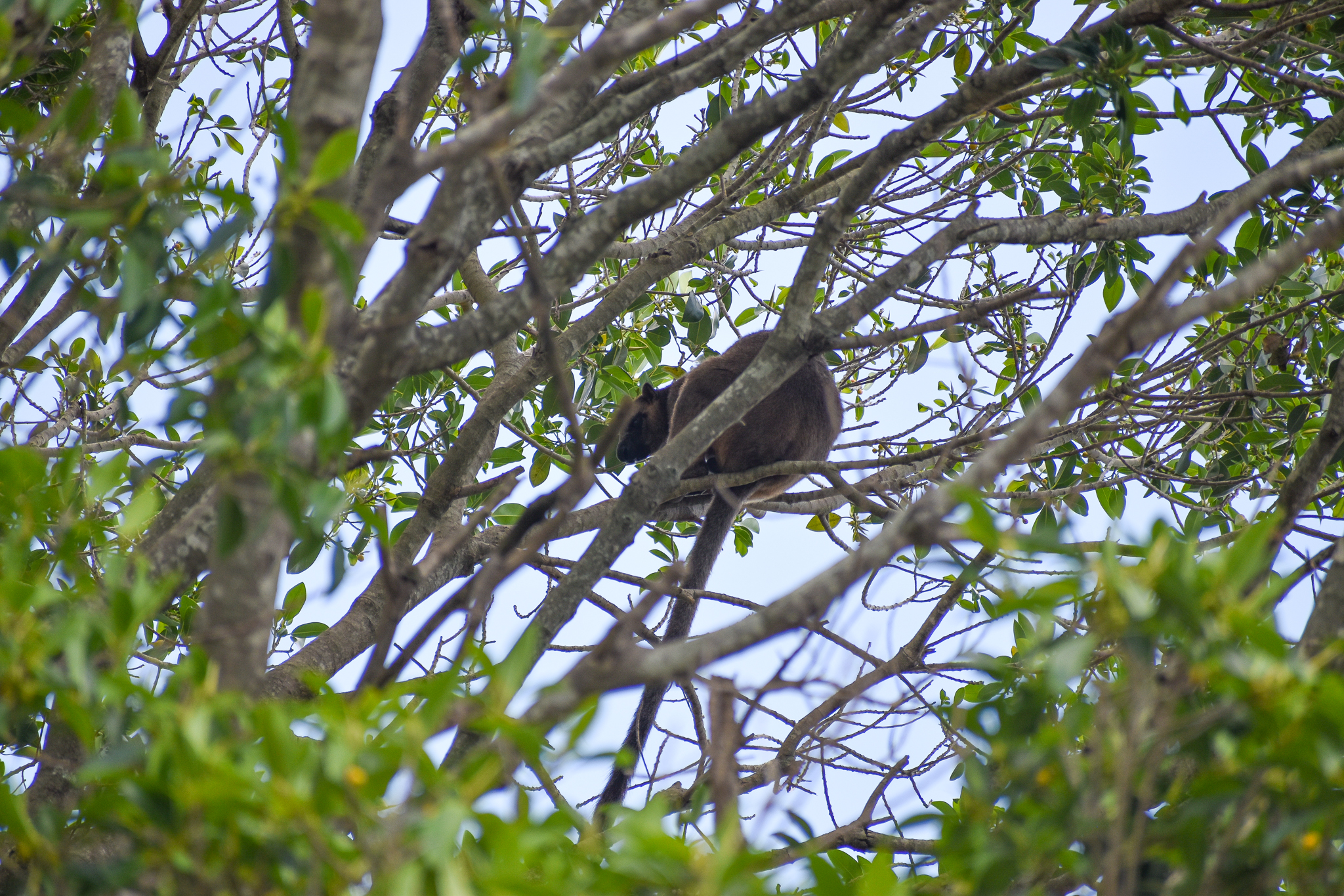 New Species: Lumholtz's Tree-Kangaroo in canopy