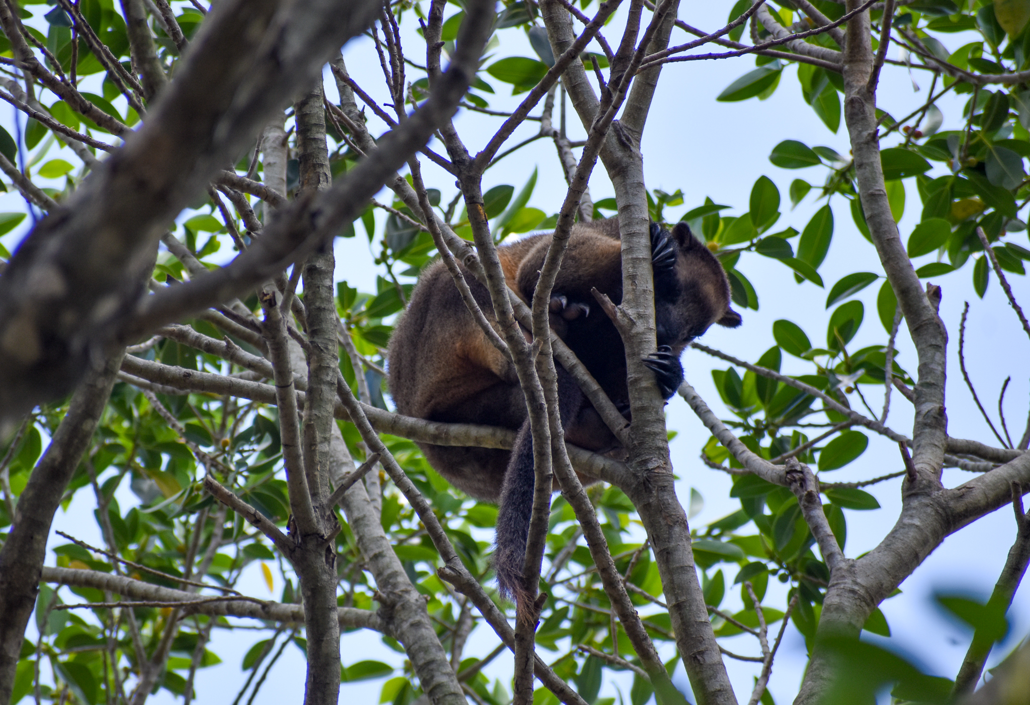 New Species: Lumholtz's Tree-Kangaroo in canopy