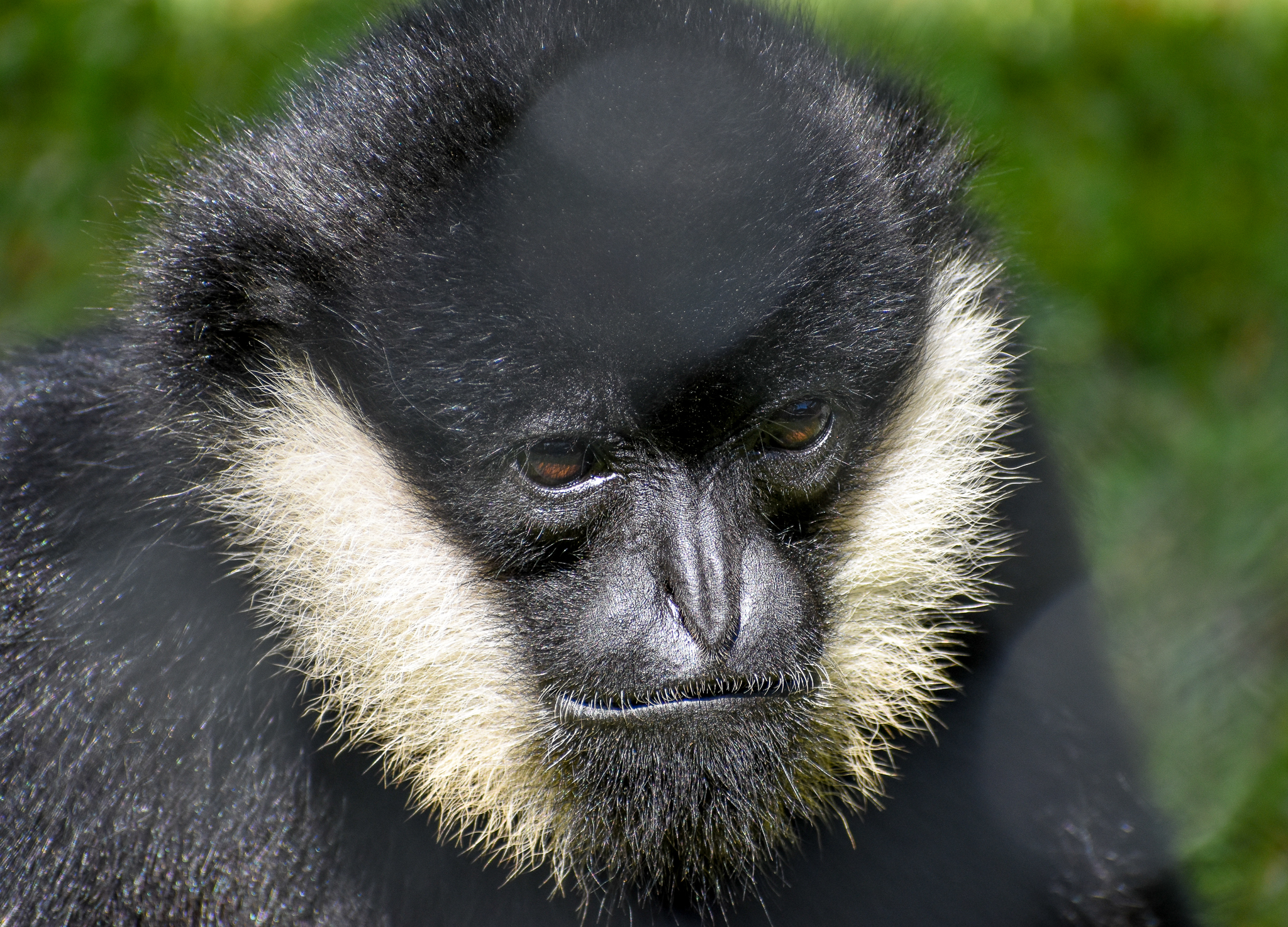 New Species: Northern White-cheeked Gibbon