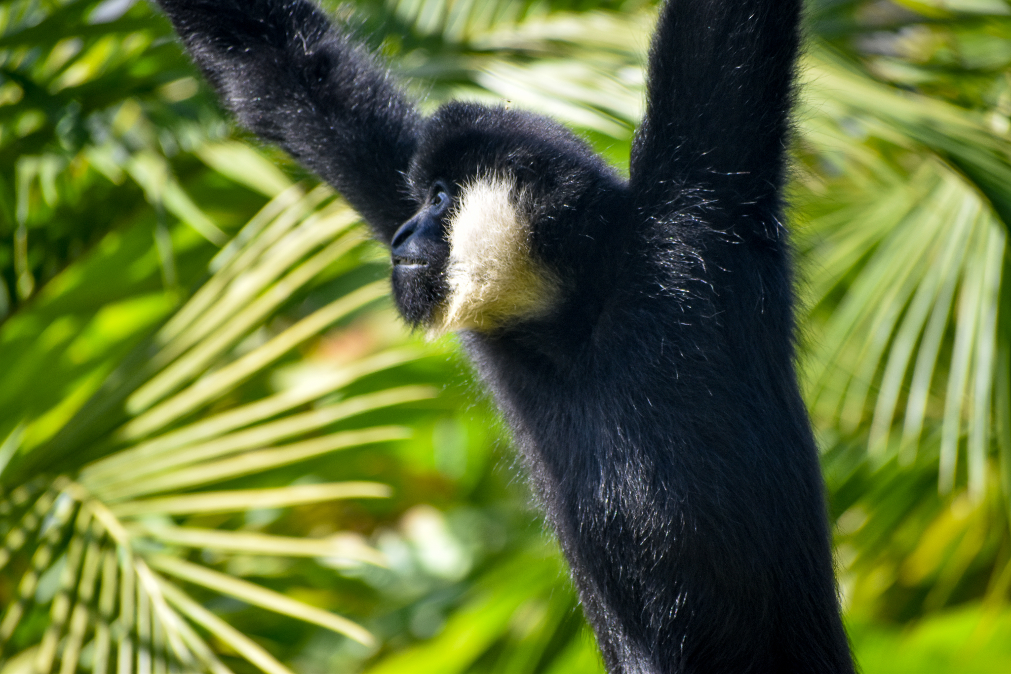 New Species: Northern White-cheeked Gibbon